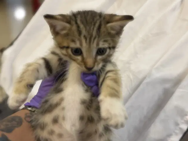 Mochi - Domestic Short Hair