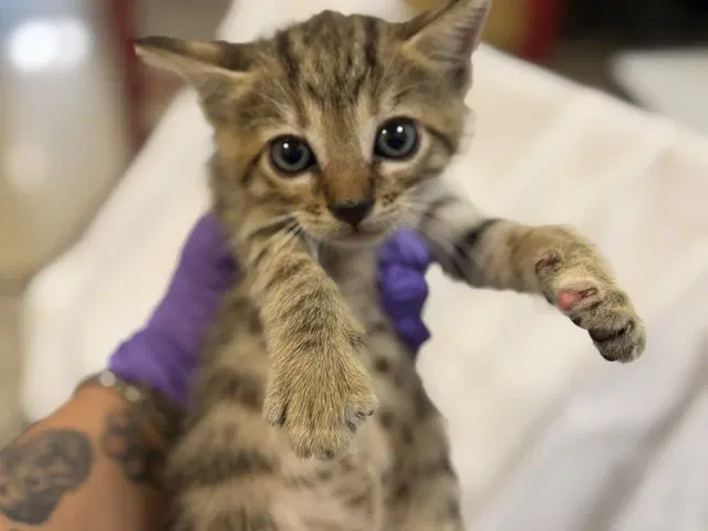 Mocha - Domestic Short Hair