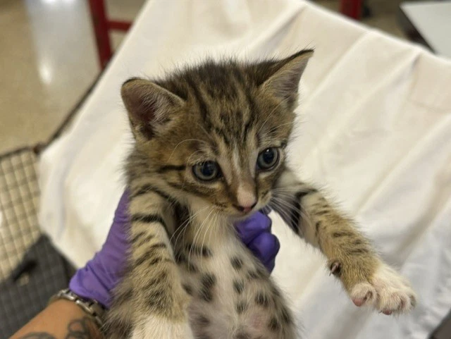Peanut