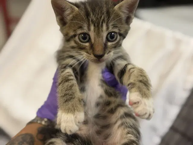 Onyx - Domestic Short Hair