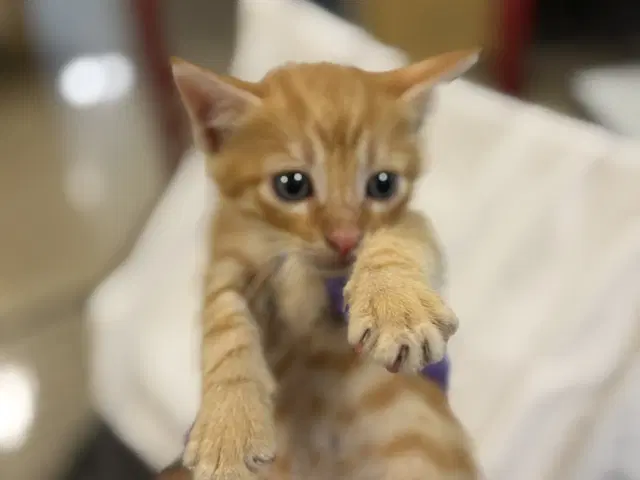 Clyde - Domestic Short Hair