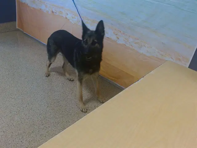 Ashley - German Shepherd Dog