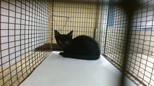 Leanne - Domestic Short Hair