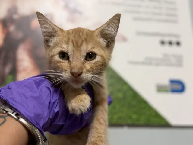 Honey - Domestic Short Hair