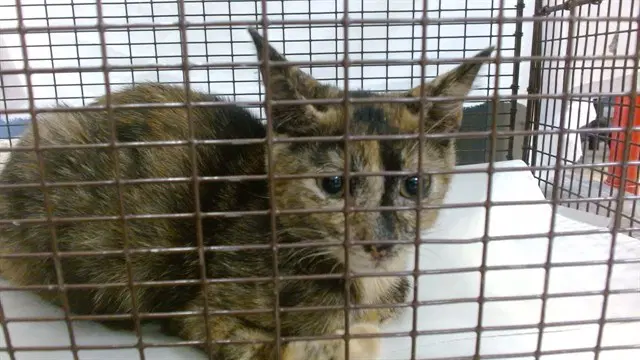Penelope - Domestic Short Hair