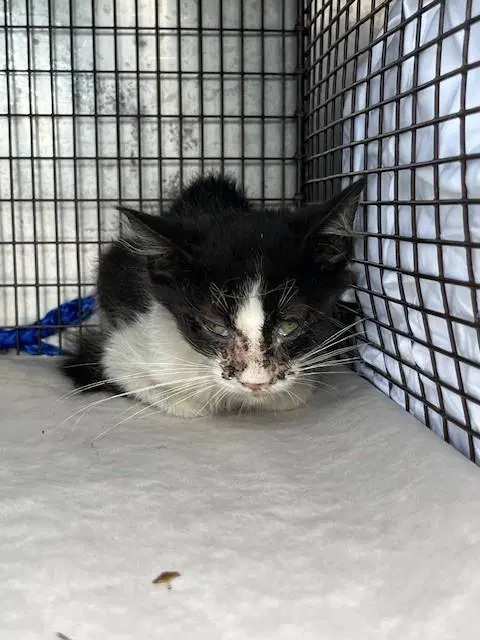 Tinker - Domestic Short Hair