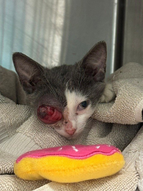 SUNNY, a cat for adoption from Miami Dade Animal Services