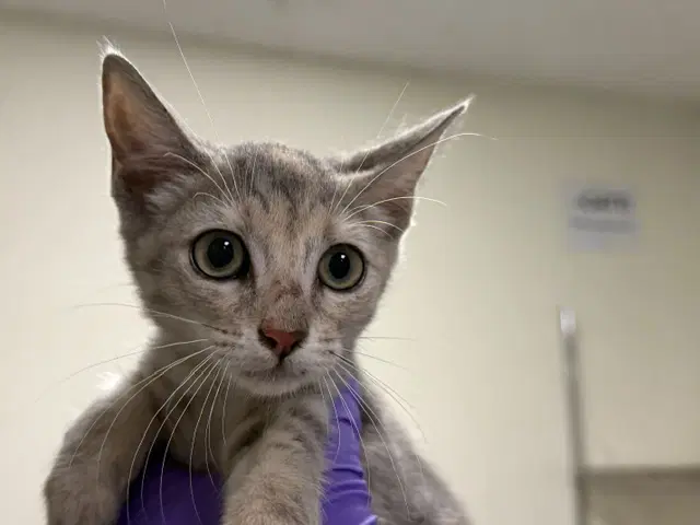 Cadillac - Domestic Short Hair