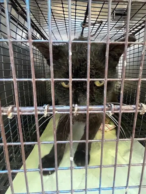 Dak - Domestic Medium Hair