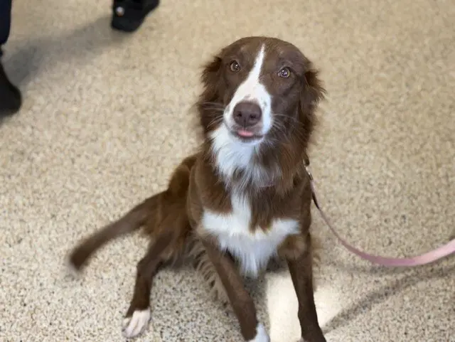 Dolly - Border Collie