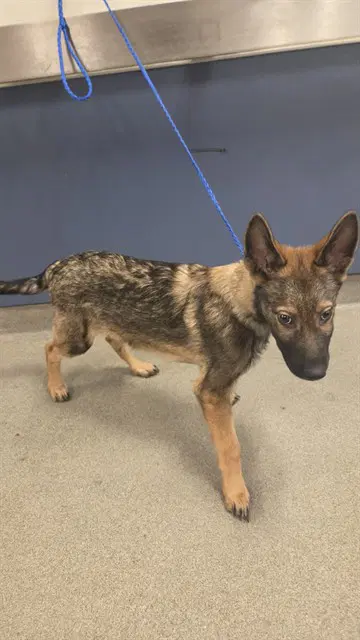 Georgy - German Shepherd Dog