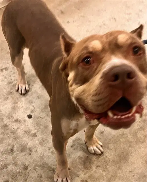 Frank - Mastiff