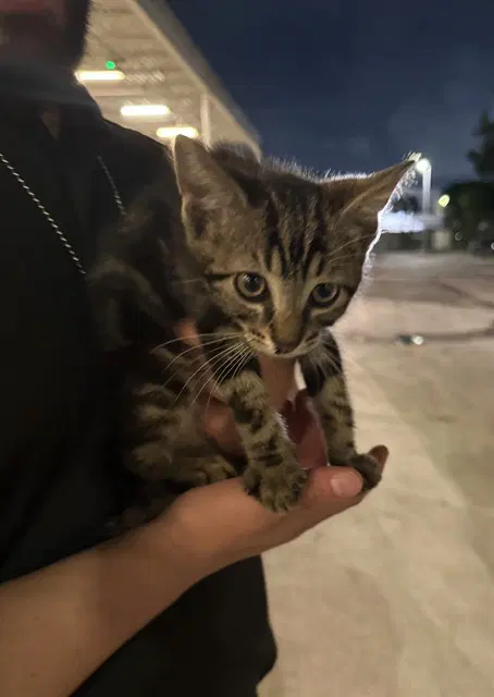 Yoshi - Domestic Short Hair