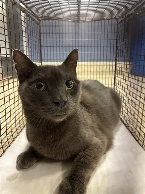 Greyson - Domestic Short Hair