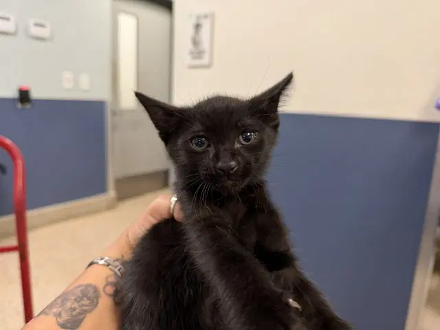 Diangelo - Domestic Medium Hair