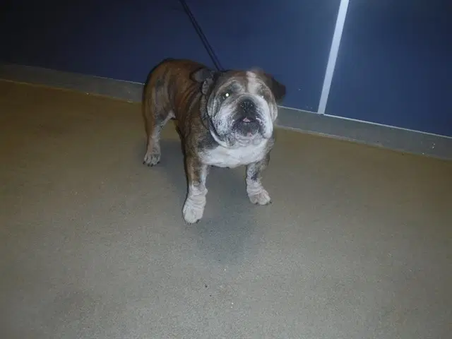 Luis - English Bulldog