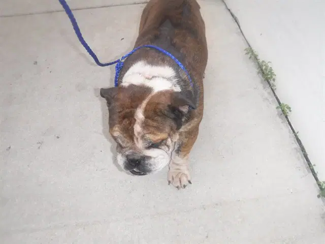 Luke - English Bulldog