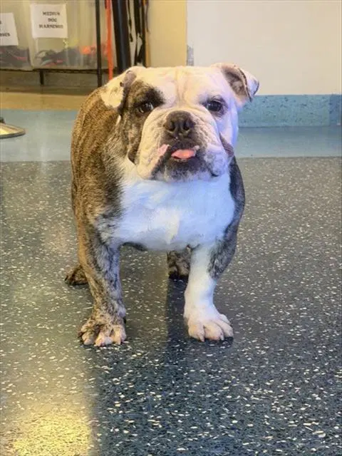 Luke - English Bulldog