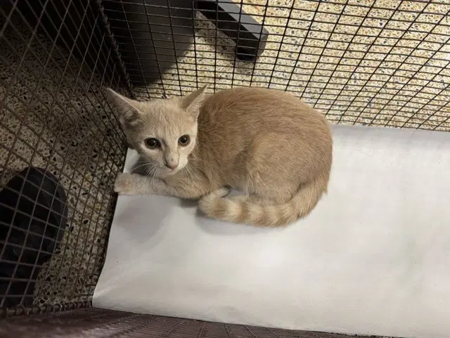 Hercules - Domestic Short Hair