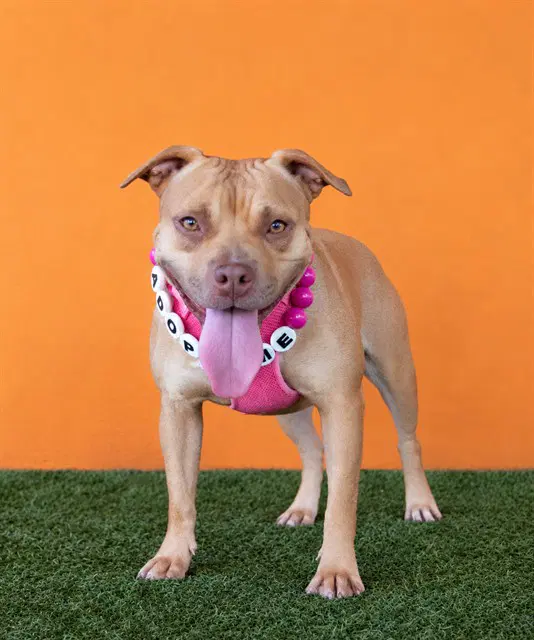 Pepper - American Pit Bull Terrier