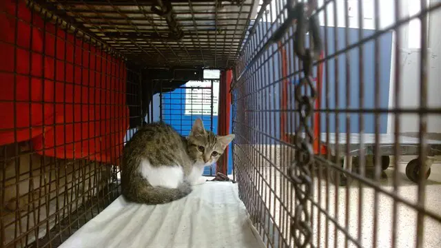Honey - Domestic Short Hair