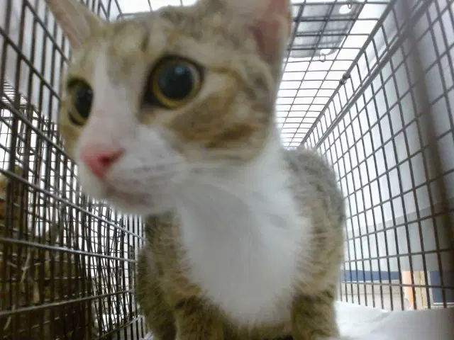 Araya - Domestic Short Hair