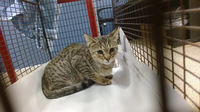Rocco - Domestic Short Hair