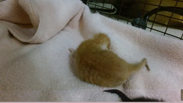 June - Domestic Short Hair