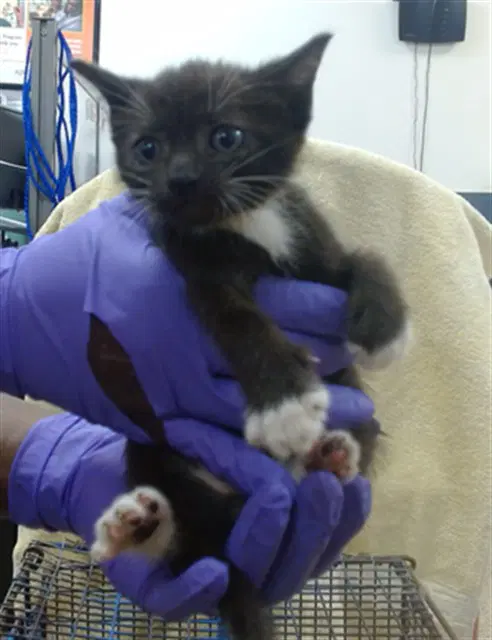 Meadow - Domestic Short Hair