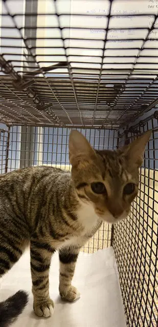 Mikey - Domestic Short Hair