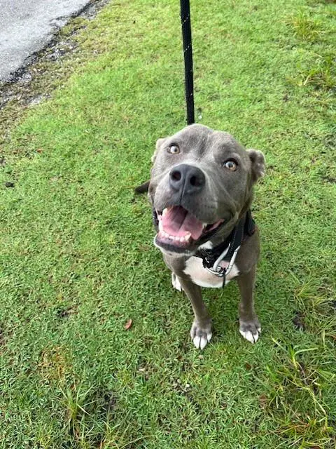 Indiana - American Bulldog