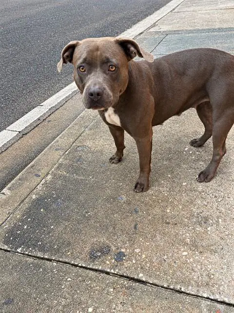 Dulce - Pit Bull Terrier