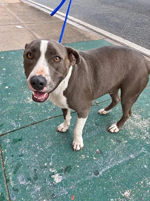 Cuco - Pit Bull Terrier