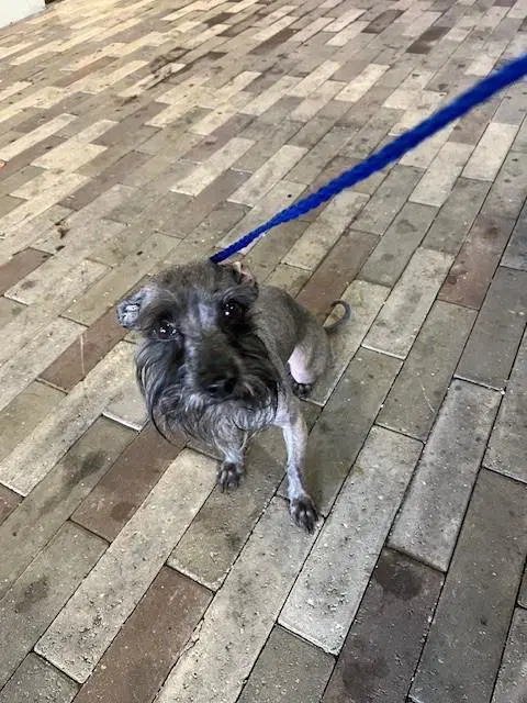 Grace - Miniature Schnauzer