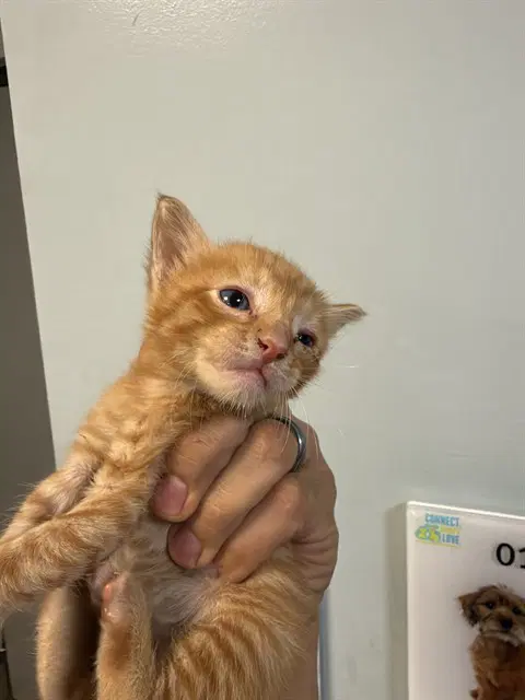 Fred - Domestic Short Hair