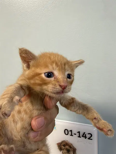 Jazz - Domestic Short Hair