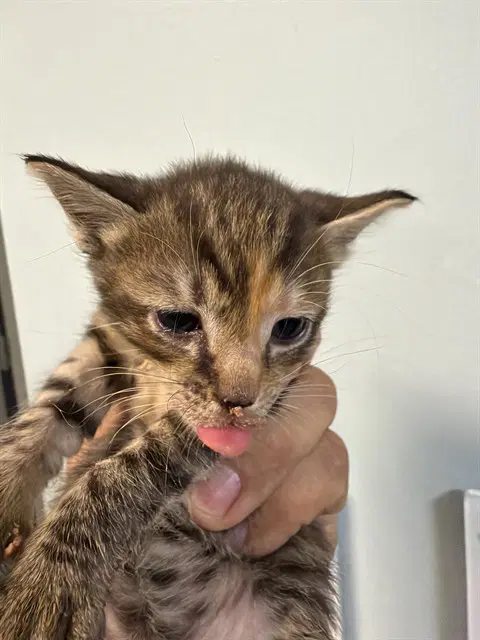 Ivy - Domestic Short Hair