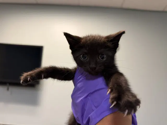 Luna - Domestic Short Hair
