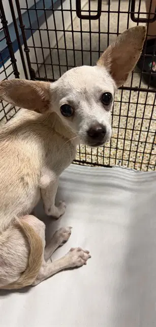 Takki - Chihuahua