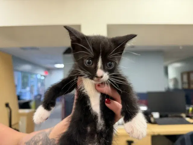 Mango - Domestic Short Hair