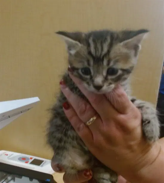 Melon - Domestic Short Hair