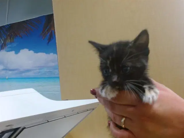 Star - Domestic Short Hair