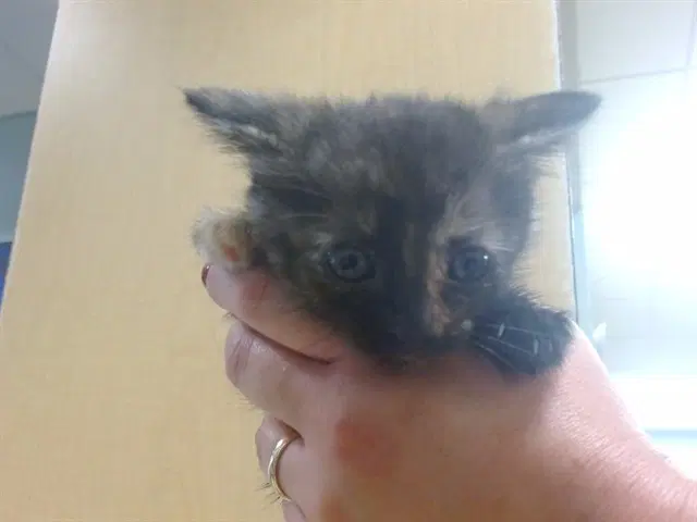Storm - Domestic Short Hair