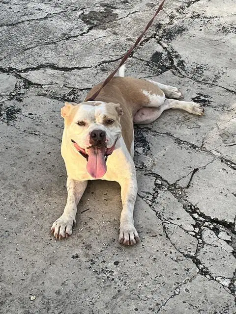 Mia - Bulldog