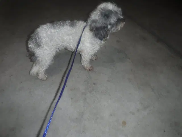 Kim - Shih Tzu
