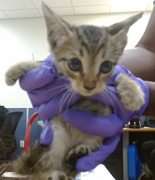 Captain - Domestic Short Hair