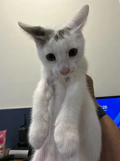 Banjo - Domestic Short Hair