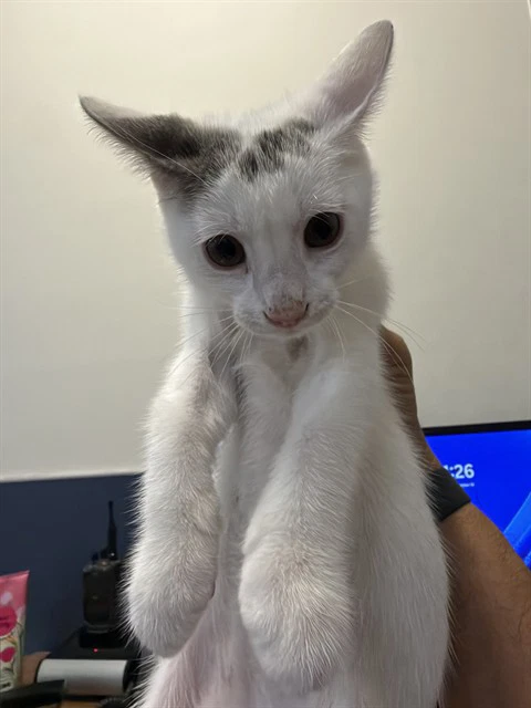 Banjo