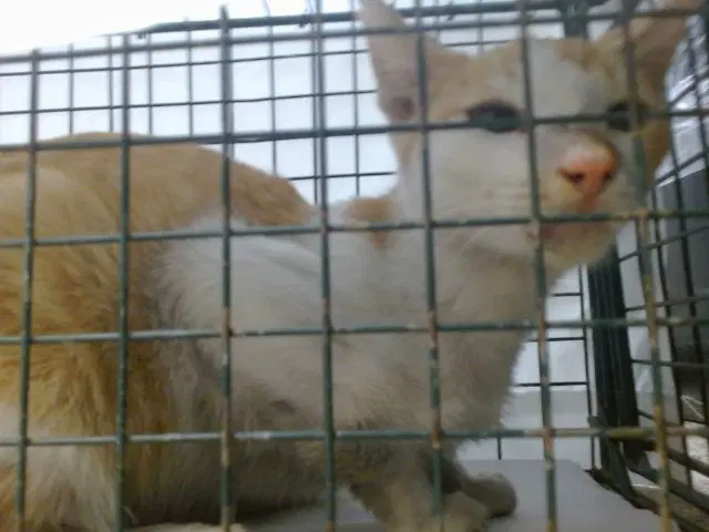 Unknown - Domestic Short Hair