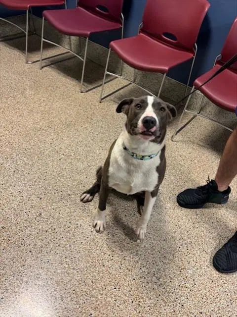 Akiles - American Pit Bull Terrier